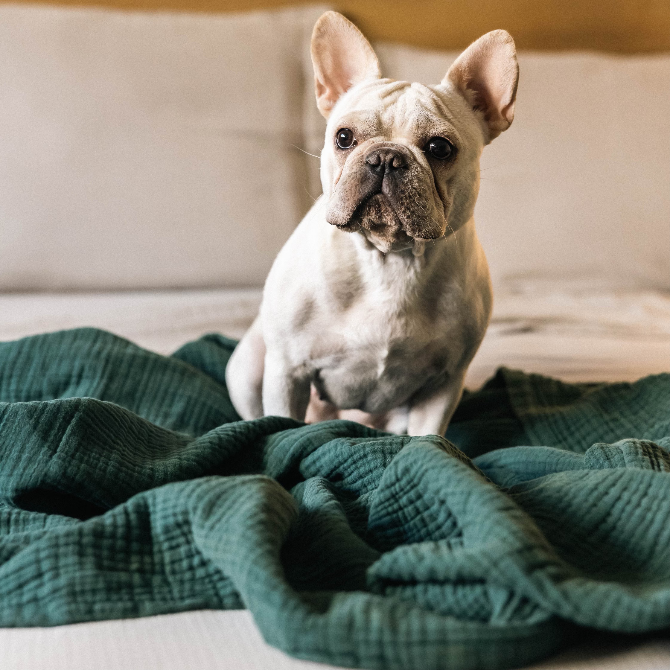 Bedding French Bulldog Throw Blanket French Bulldog Frenchie