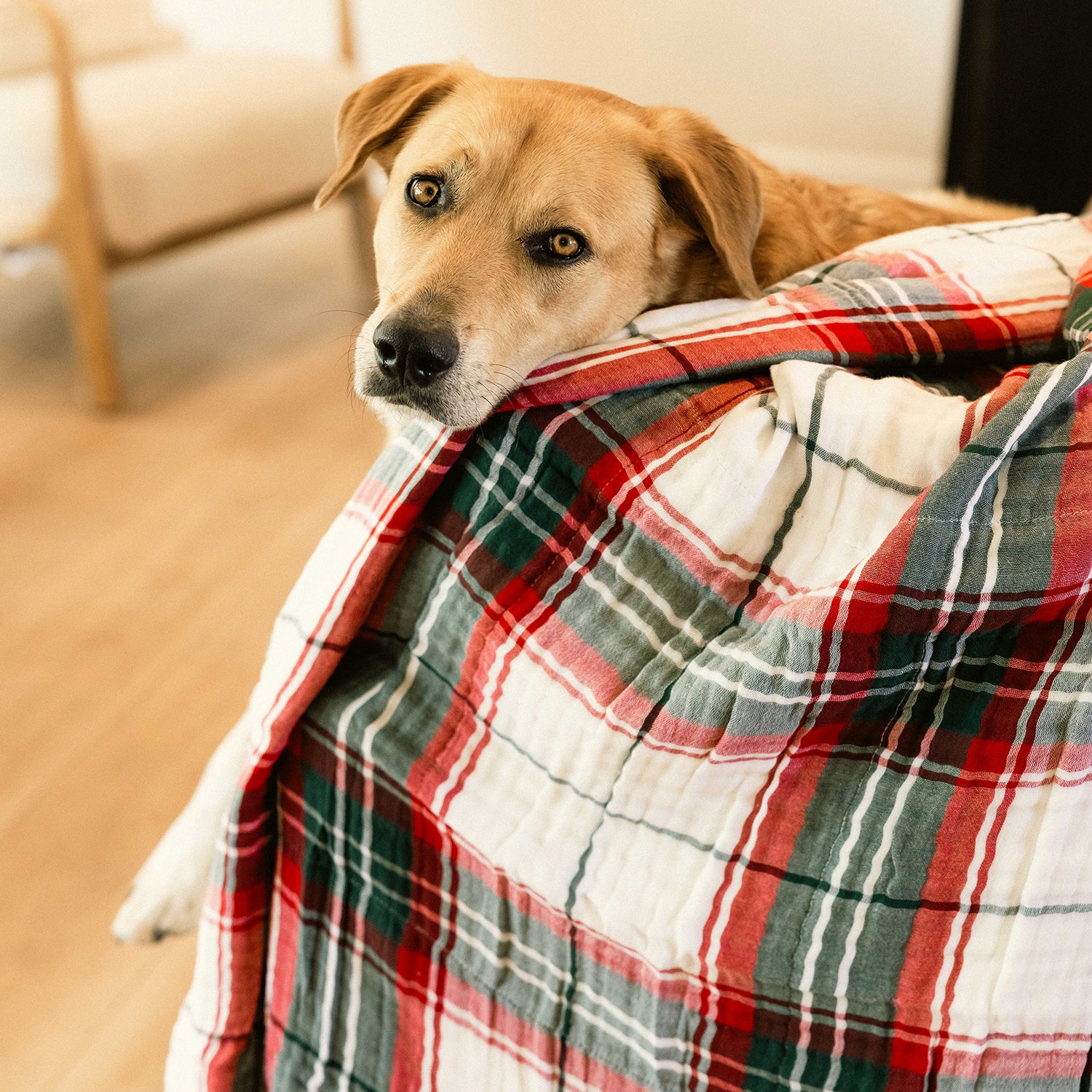 Oversized Breeze Throw - Limited Edition Holiday Plaid