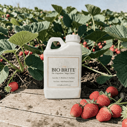 🍓Strawberry Fields