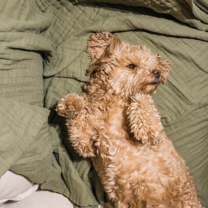 The Paw-sitively Imperfect Pet Blanket